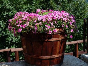 Enfield Beautification Committee