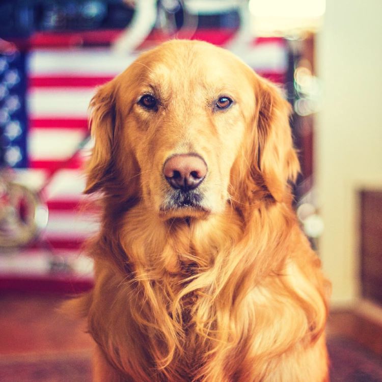 PicDog